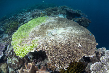 Dying Coral Colony