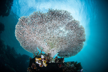 Obraz premium Koral stołowy rośnie na rafie