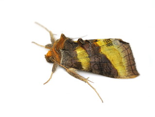 The Burnished Brass moth Diachrysia chrysitis isolated on white background