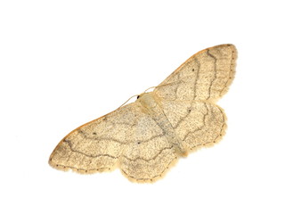 Riband Wave Idaea aversata geometridae moth