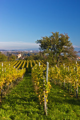 Herbst in den Weinreben am Bodensee
