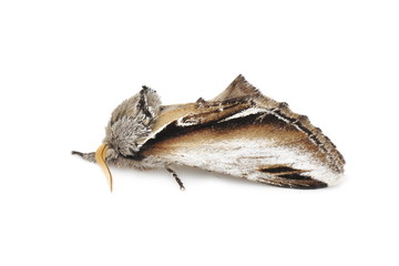 The Swallow Prominent moth Pheosia tremula isolated on white background