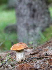 Closeup of a penny bun mushroom and tree