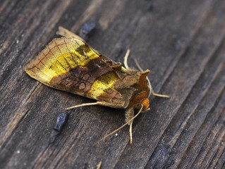 The Burnished Brass moth Diachrysia chrysitis on a table