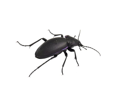The ground beetle Carabus violaceus isolated on white background