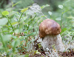 Closeup of a penny bun mushroom and moss