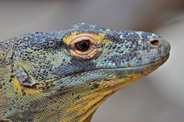 Komodo Dragon