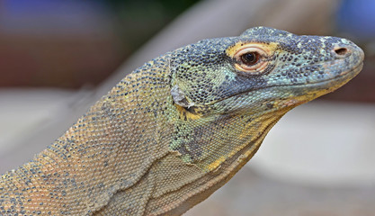 Komodo Dragon