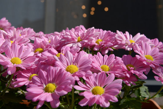 Settembrini fucsia