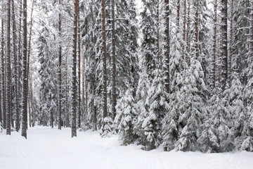 Winter forest with ski track