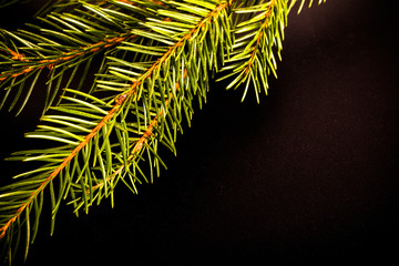 Green fresh branch of Cristmas tree on a black background. Bille