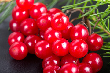 Bright red juicy berries of viburnum and green fresh branch of C