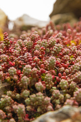 Especie de la Planta Sedum