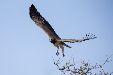 Naklejka premium Martial eagle with large wings take off from tree against blue s