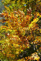 Fototapeta na wymiar Colorful autumn trees