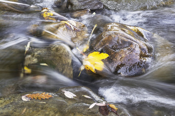 Mountain stream with yellow leaf