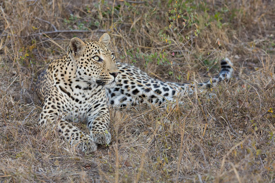 Leopard lay down at dusk to rest and relax