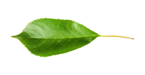 Obraz premium Single green leaf of cherry horizontally