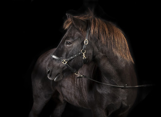 schwarzes Isländer Pony Studio