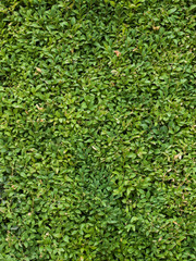 Green grass clover seamless texture