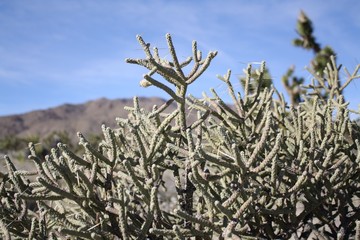 Pencil cholla in desert