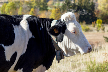 alpine cow in his pasture in high alps