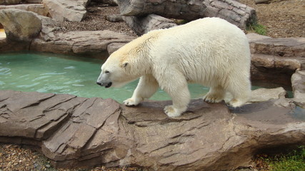 niedźwiedź polarny - biały - Ursus maritimus - 94029981