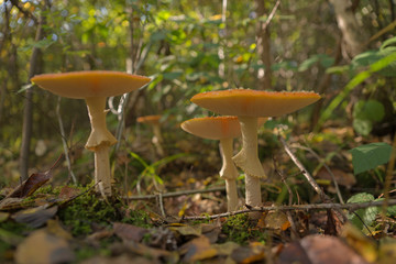 Drei Fliegenpilze, amanita muscaria