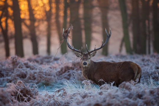 Fototapeta Red Deer