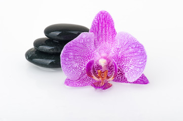 Fototapeta na wymiar Spa theme - stones and an Orchid flower