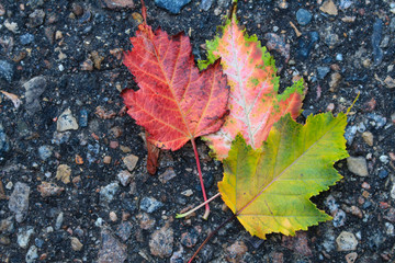 Autumn Leaves displayed on a pavement road.