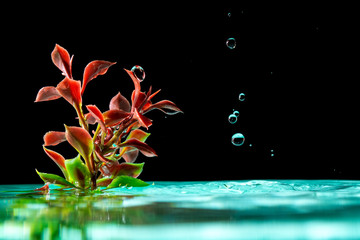green plant in azure water with splash falling drops of water isolated on a black background


