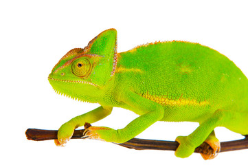 Chameleon on a branch
