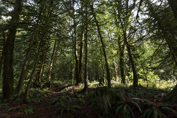 Obraz premium Forest