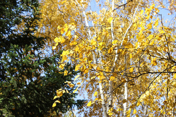 Branches of a birch and pine.