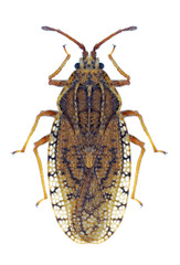 Bug Tingis pilosa