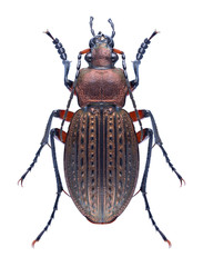 Beetle Carabus cancellatus