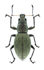 Beetle Eusomus ovulum