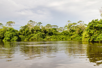 Fototapeta premium Trees lining river Yacuma in Bolivia