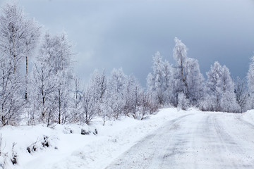 Winter landscape with snowy fir trees