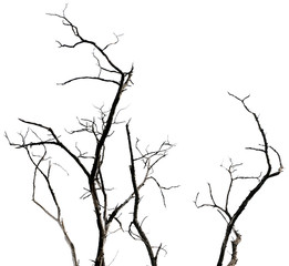 Dry branches isolated on white