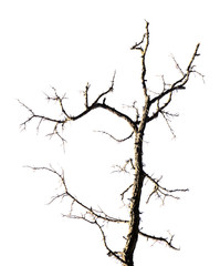 Dry branch isolated on white