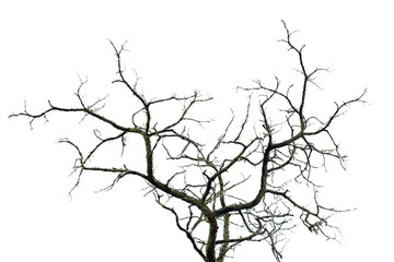 Fototapeta na wymiar Dry branches isolated on white