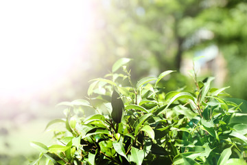 Green tea bush with fresh leaves, outdoors