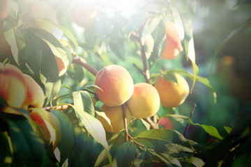 Branch of peach tree close up © Africa Studio