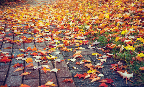 Walkway covered with colorful autumn leaves