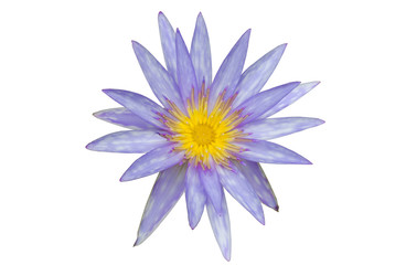 Lotus flower purple color isolated