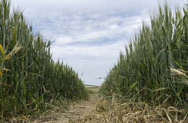 Espigas de Trigo a&uacute;n verde