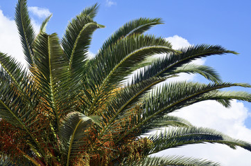 Fototapeta na wymiar Palm tree leaves and fruits against blue sky.