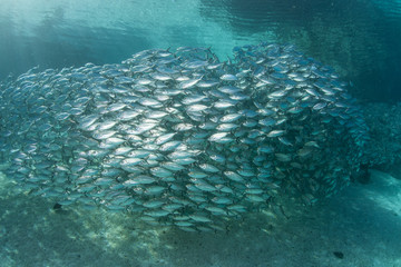 Fish Schooling in Melanesia